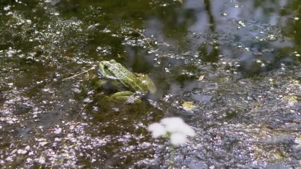 Grenouille commune verte camouflée se trouve au-dessus de l'eau de surface dans une mare — Video