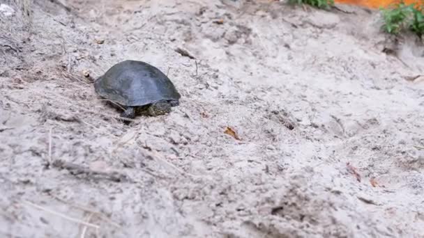 Man släpper en fångad damm sköldpadda på sanden. 4K. Närbild — Stockvideo