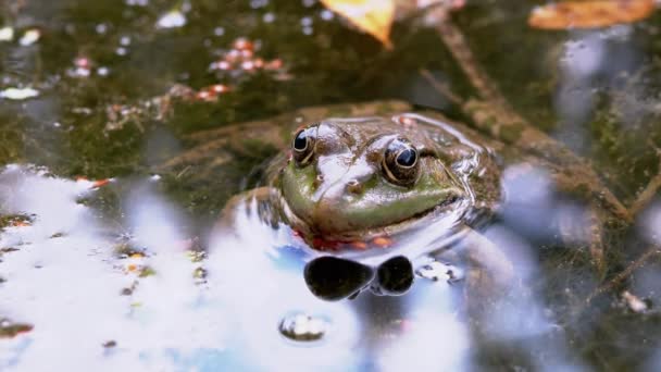 Зеленая пятнистая жаба Рид сидит на болоте, водорослях, утке, грязи, смотрит в камеру — стоковое видео