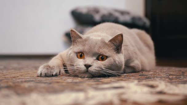 Внутренний британский кот с большими глазами сидит в засаде на полу, готовясь к атаке — стоковое видео