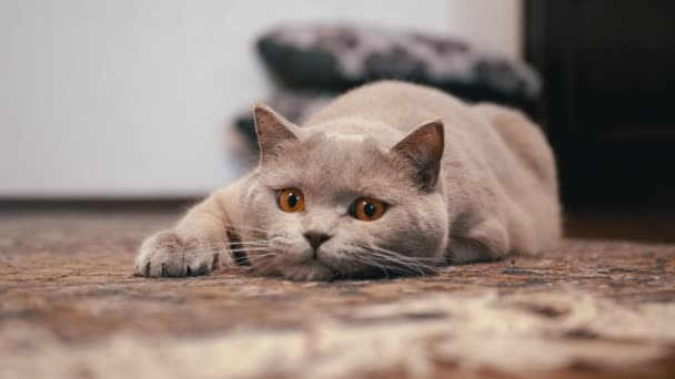 Gato británico doméstico con ojos grandes se sienta en una emboscada de piso, preparándose para atacar — Vídeos de Stock