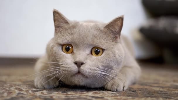 Gato britânico doméstico com olhos grandes senta-se no chão emboscada, preparando-se para atacar — Vídeo de Stock
