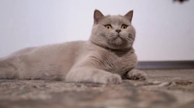 Gri Ev Kedisi Çam kozalağıyla Halıda Oynuyor. Yavaş çekim.