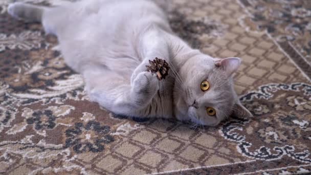 회색 영국 고양이가 파인 콘으로 카펫을 가지고 노는 모습. 슬로우 모션 — 비디오