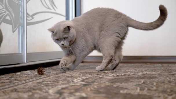 Серый домашний британский кот, играющий на ковре с сосновым конем. Медленное движение — стоковое видео
