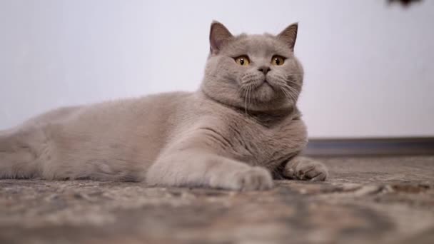 Gato britânico doméstico cinzento que joga em um tapete com um cone de pinheiro. Movimento lento. — Vídeo de Stock