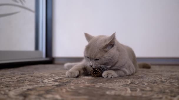 Gato británico doméstico gris jugando en una alfombra con un cono de pino. En cámara lenta. — Vídeos de Stock