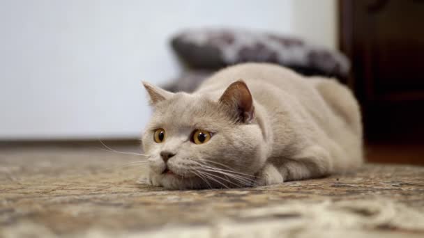 Gato británico doméstico con ojos grandes se sienta en una emboscada de piso, preparándose para atacar — Vídeo de stock