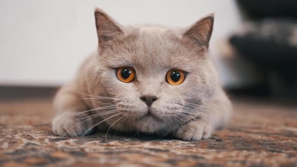 Inhemsk Brittisk Katt med Stora Ögon Sitter I Golv Bakhåll, Förbereder för Attack — Stockvideo
