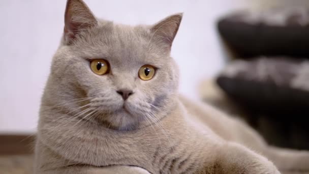 A Large, Tired, Lazy Cat Lies on the Floor and Slowly Following the Movement — Stock Video