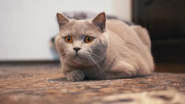 Внутренний британский кот с большими глазами сидит в засаде на полу, готовясь к атаке — стоковое видео
