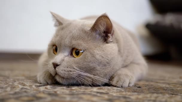 Gato britânico doméstico com olhos grandes senta-se no chão emboscada, preparando-se para atacar — Vídeo de Stock