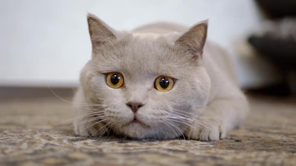 Gatto domestico britannico con grandi occhi si siede in un'imboscata, preparandosi ad attaccare — Video Stock