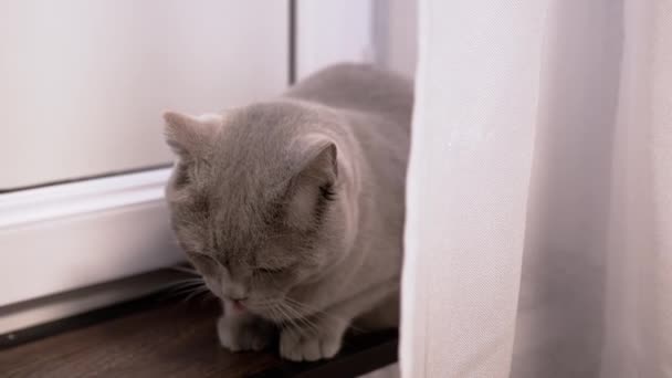 Un gatto britannico domestico grigio si nasconde dietro una tenda, seduto sul pavimento in camera — Video Stock