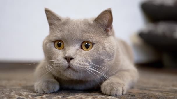 Gato británico doméstico con ojos grandes se sienta en una emboscada de piso, preparándose para atacar — Vídeo de stock