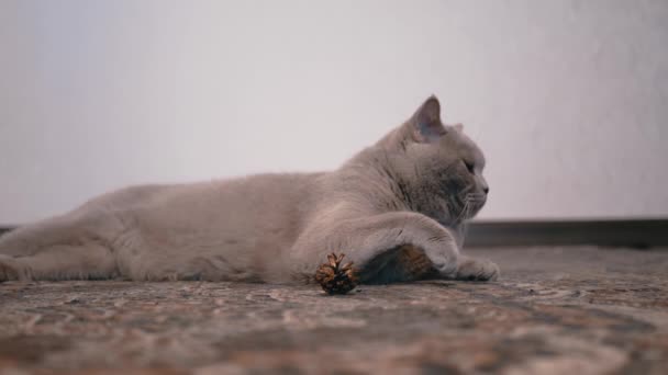 Cansado, soñoliento, gato perezoso yace en la alfombra en la habitación cerca de un cono de pino — Vídeos de Stock