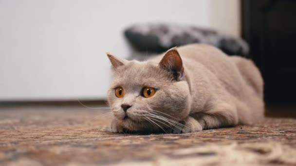 Chat britannique domestique avec de grands yeux se trouve dans l'embuscade de plancher, se préparant à attaquer — Video