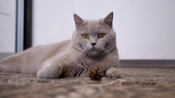 Unavená líná kočka ležící na podlaze, dívající se na kameru, střeží kužel borovice — Stock video