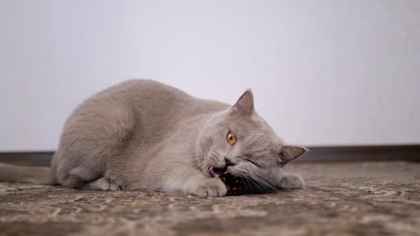 Gato britânico doméstico cinzento que joga em um tapete com um cone de pinheiro. Movimento lento — Vídeo de Stock