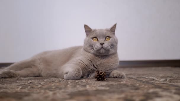 Flauschige schottische Katze liegt auf dem Boden, blickt in die Kamera und bewacht einen Kiefernzapfen — Stockvideo