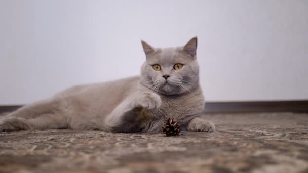 Gato británico doméstico gris jugando en una alfombra con un cono de pino. Movimiento lento. — Vídeos de Stock