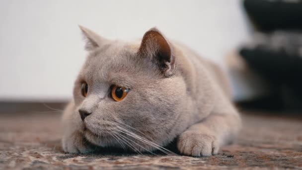 Gato britânico doméstico com olhos grandes senta-se no chão emboscada, preparando-se para atacar — Vídeo de Stock