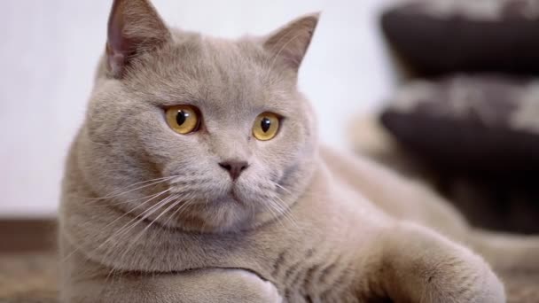 A Large, Tired, Lazy Cat Lies on the Floor and Slowly Following the Movement — Stock Video