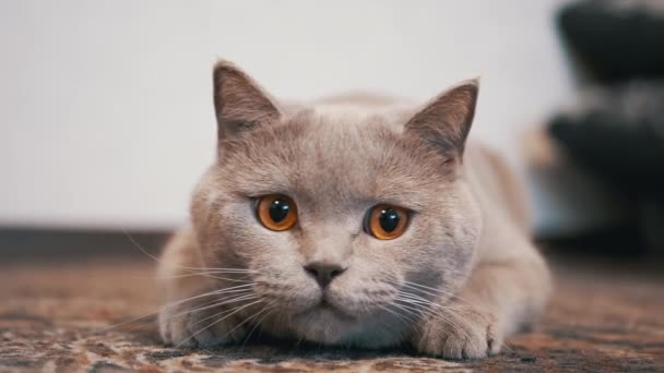 大きな目を持つ国内の英国猫は、攻撃する準備をしながら、床アンブッシュに座る — ストック動画
