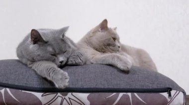 Uyuyan Uyuyan Gri Fluffy Kedileri Odadaki Yumuşak Yastığın Üzerinde Yatar. 4K