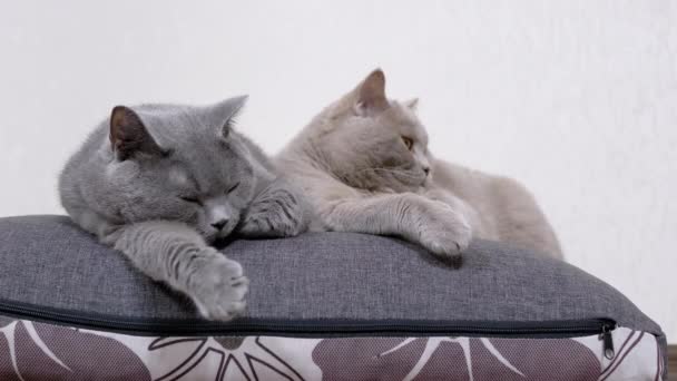 Dos somnolientos que caen dormidos grises y esponjosos gatos yacen sobre una almohada suave en la habitación. 4K — Vídeos de Stock