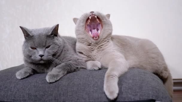 Dos bostezos somnolientos gatos grises esponjosos yacen sobre una almohada suave, abrazándose. 4K. De cerca. — Vídeo de stock