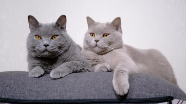 Dos gatos grises y esponjosos sentados en una almohada suave y mira la cámara en la habitación. 4K — Vídeo de stock