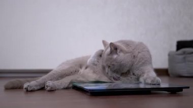 Büyük Gri Kedi Elektronik ölçekte otururken Dil ile Yün Yıkar