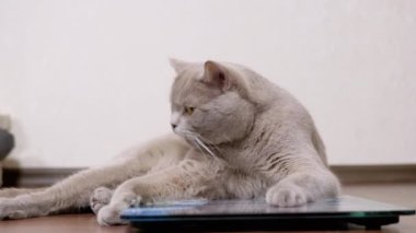 Büyük Gri Kedi Elektronik ölçekte otururken Dil ile Yün Yıkar