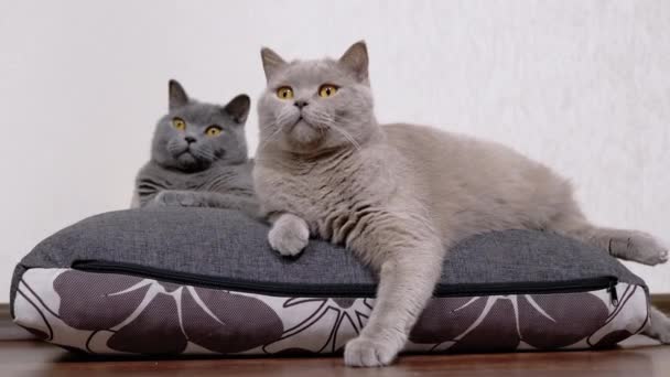 Deux chats moelleux gris sont assis sur un oreiller doux, regardant l'objet du mouvement — Video