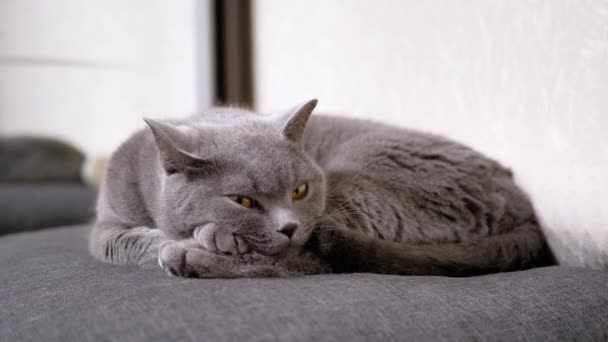 Büyük Gri Kabarık Kedi Odadaki Yumuşak Yastıkta Uyuyor, Açık Gözler. Kapat. — Stok video