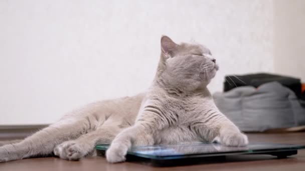 Grande graisse gris chat lave la laine avec la langue tout en étant assis sur une échelle électronique — Video