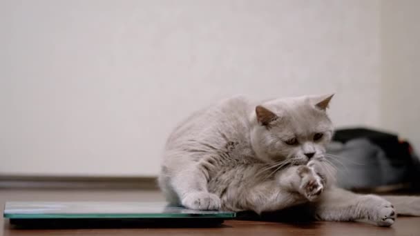 Stor fet grå katt tvättar ull med tungan medan du sitter på en elektronisk skala — Stockvideo