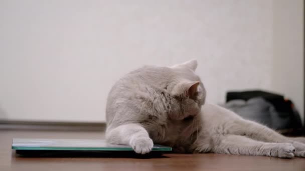 Large Fat Gray Cat lava lana con lengua mientras está sentado en una escala electrónica — Vídeo de stock