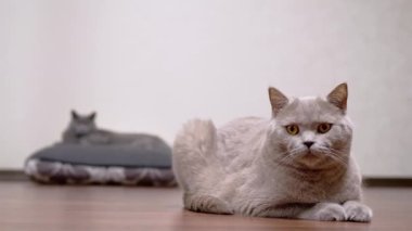 Gri İngiliz Kedisi yerde oturuyor ve kameraya bakıyor. Kapatın. 4K
