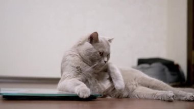 Büyük Gri Kedi Elektronik ölçekte otururken Dil ile Yün Yıkar