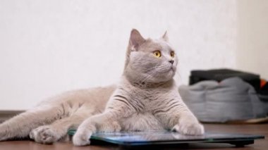 Büyük Gri Kedi Elektronik ölçekte otururken Dil ile Yün Yıkar