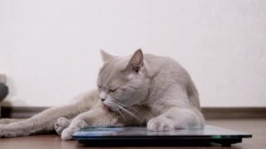 Büyük Gri Kedi Elektronik ölçekte otururken Dil ile Yün Yıkar