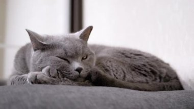 Büyük Gri Kabarık Kedi Odadaki Yumuşak Yastıkta Uyuyor, Açık Gözler. Kapat.