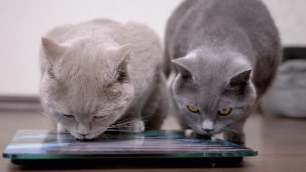 Dos grandes gatos grises gordos están lamiendo la pantalla de una balanza electrónica en el piso — Vídeos de Stock