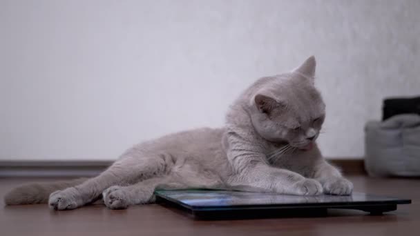 Velká tlustá šedá kočka myje vlnu s jazykem, zatímco sedí na elektronické stupnici — Stock video