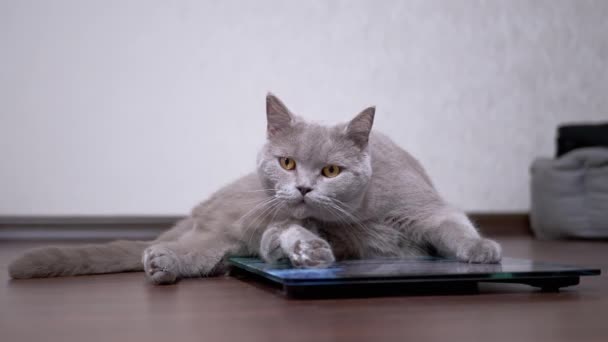 Большая серая кошка моет шерсть языком, сидя на электронной шкале — стоковое видео