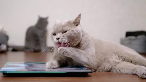 Large Fat Gray Cat lava lana con lengua mientras está sentado en una escala electrónica — Vídeo de stock