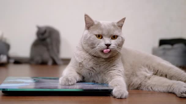 Gato cinzento gordo grande lava a lã com língua quando sentado em uma escala eletrônica — Vídeo de Stock