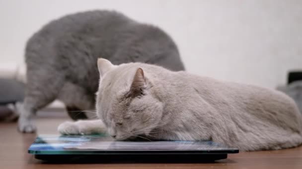 Две большие серые кошки облизывают экран электронных весов, атакуют друг друга — стоковое видео